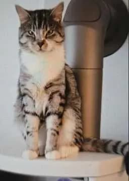 Findus