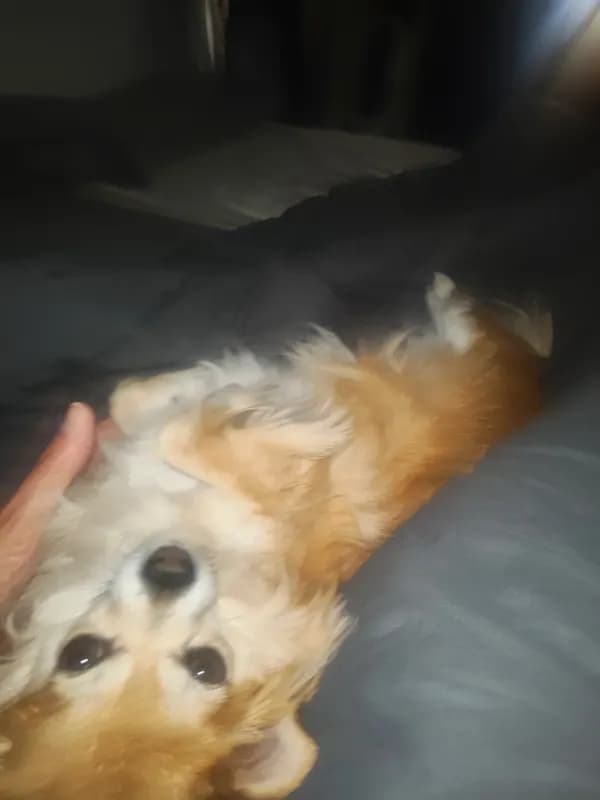 Bonnie
