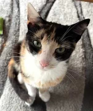Katzi