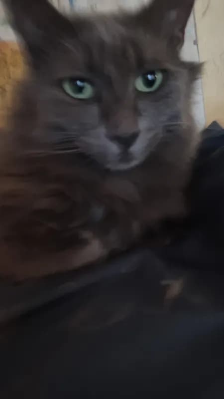 Clyde