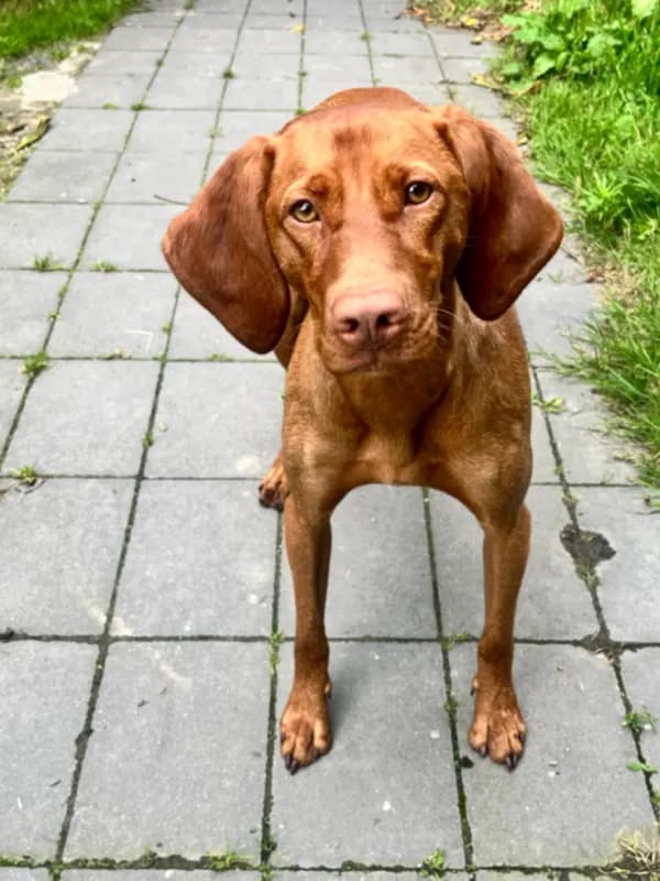 Rüdiger