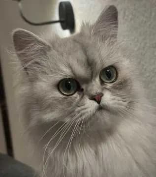 Lucy