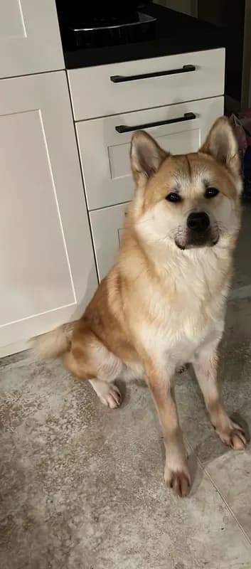 Malo