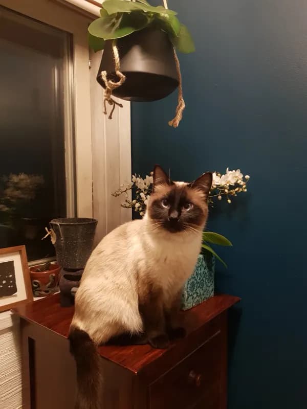 Haku