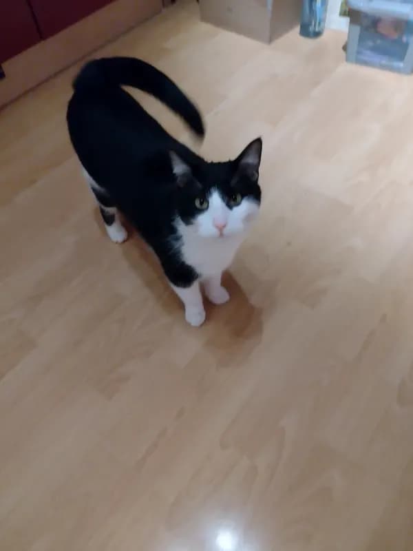 Lulu