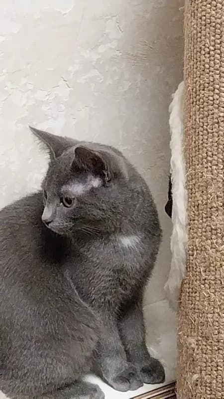 Simba
