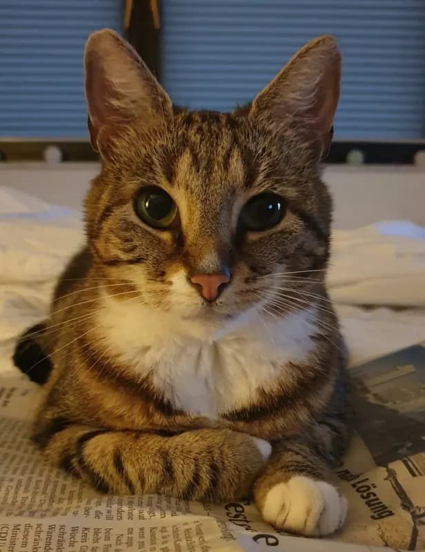Elsa