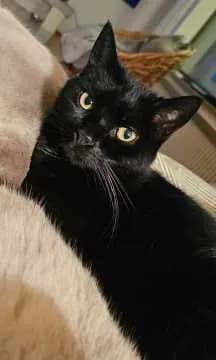 Blacky