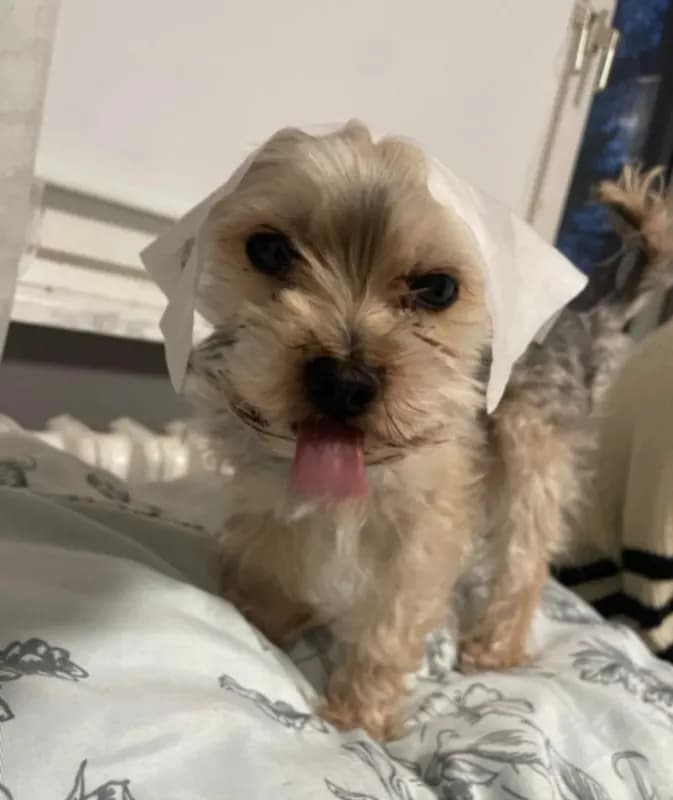 Meilo