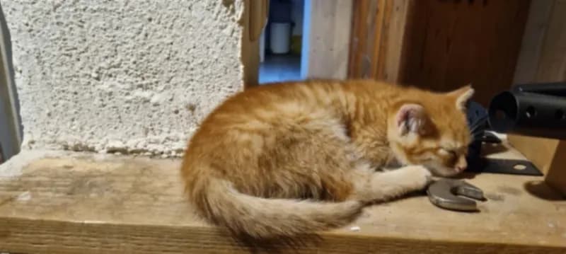 Babykatze Findus