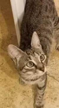 Kaya
