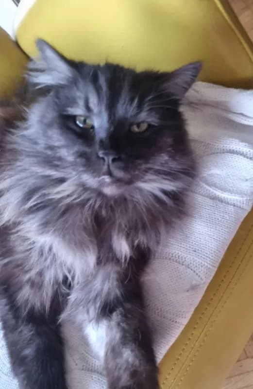 Wilson
