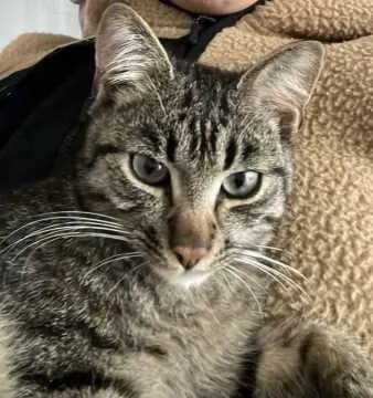 Odin Bubi