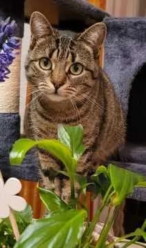 Mia