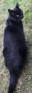 Blacky