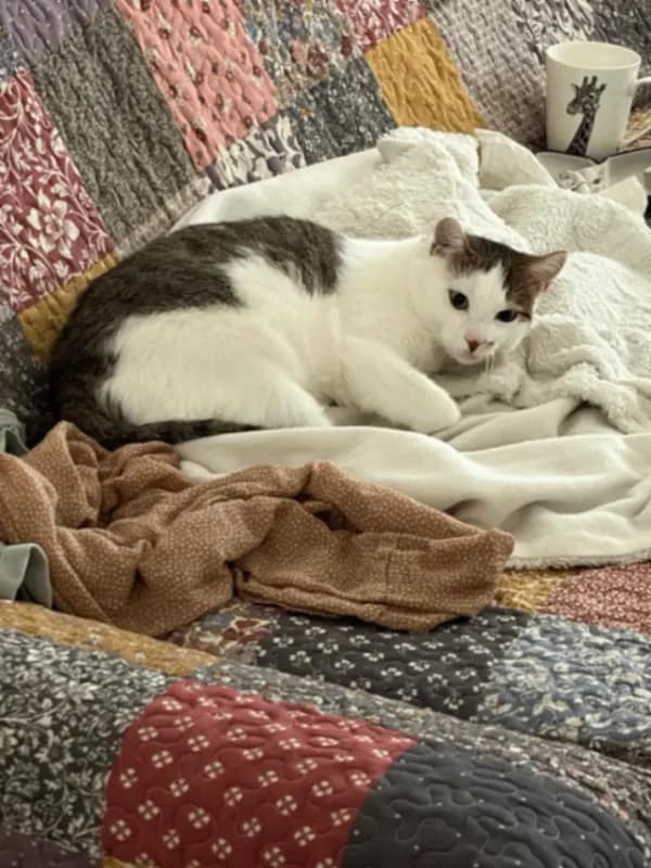 Minou
