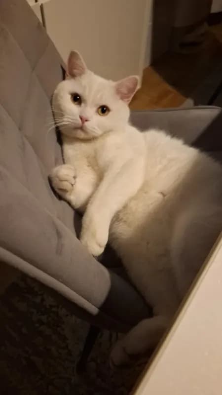Milo