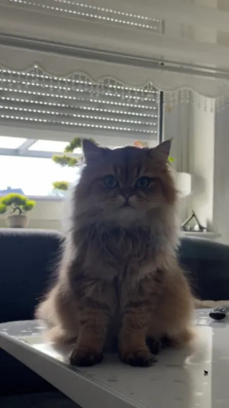Toffee