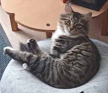 Miro