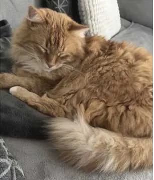 Lulu