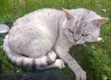Tom