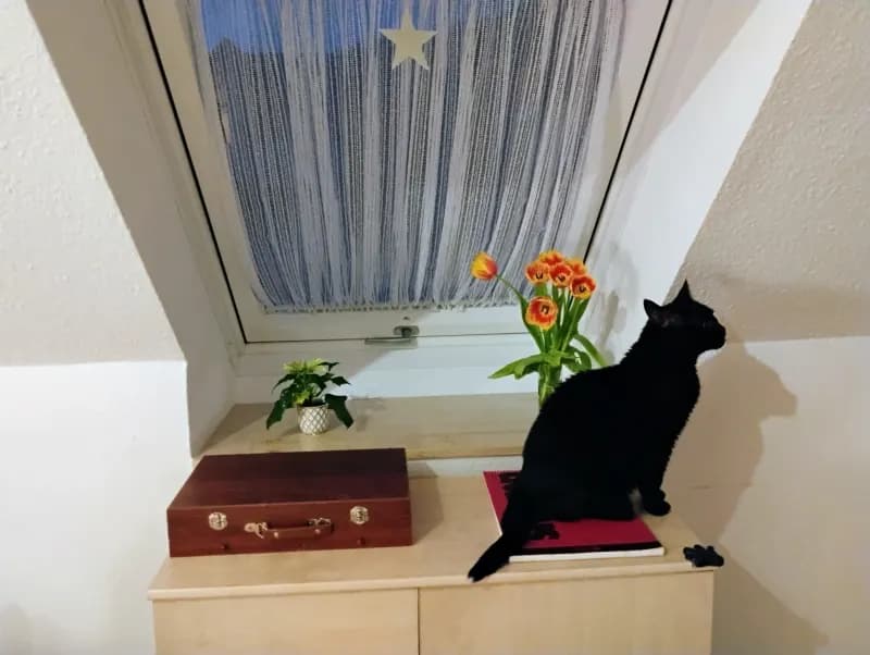 Cleo / Cleopatra