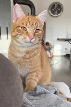 Flauschi