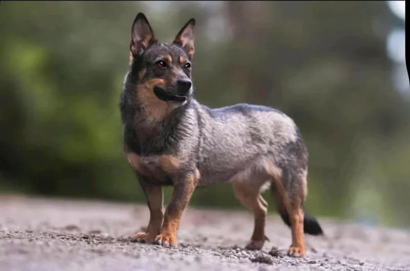 Avana