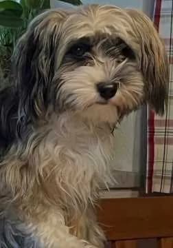 Romeo