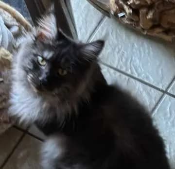 Zorro