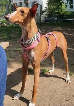Lola