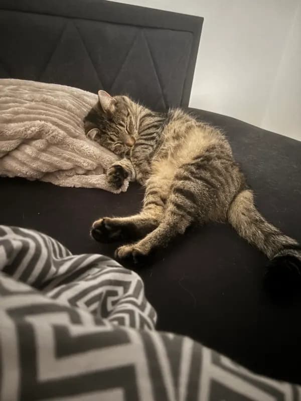 Maschi