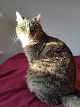 Bella