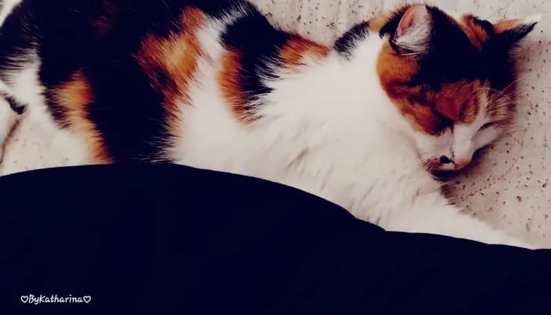 Molly