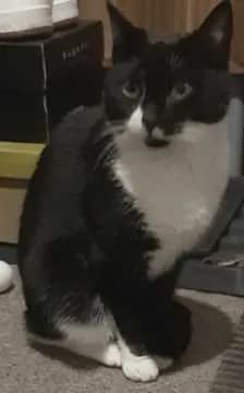 Hugo