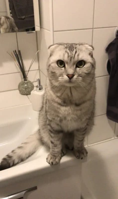 Simon