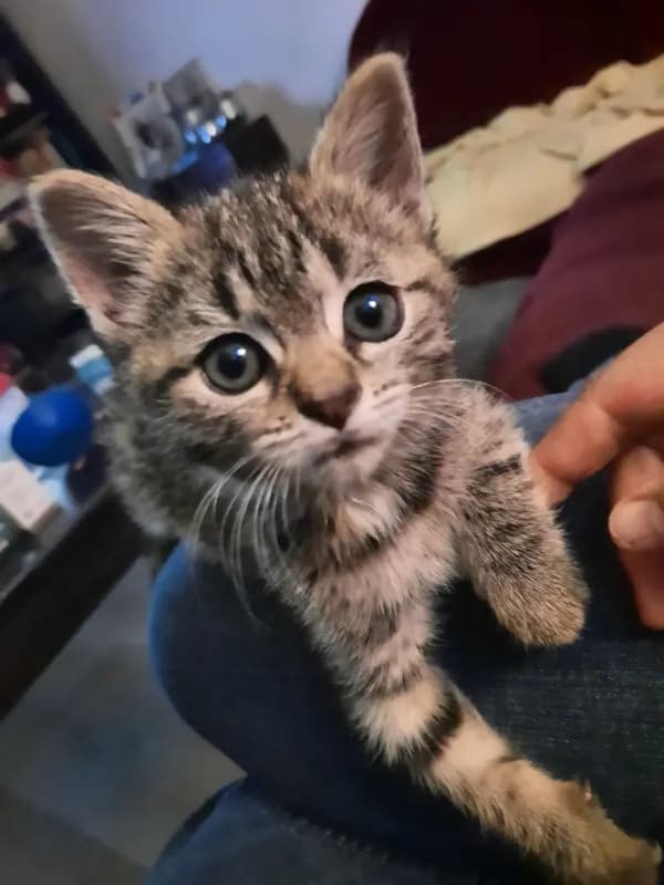 Mini-Me