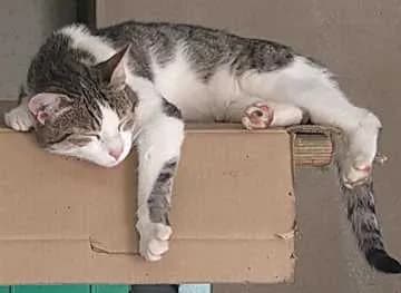 Felix