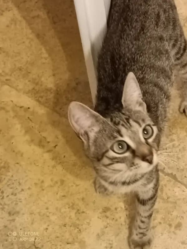 Kaya