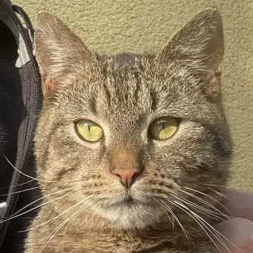 Findus