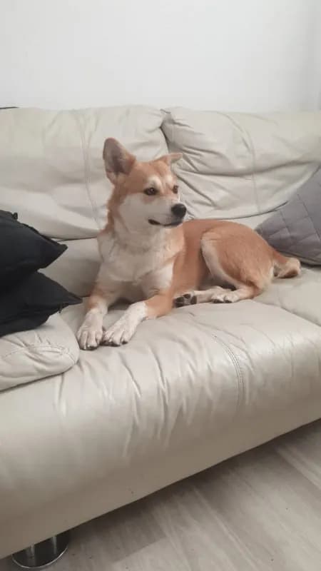 Pamela