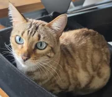 Kimba