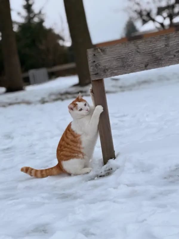 Socke