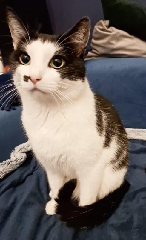 Pablo