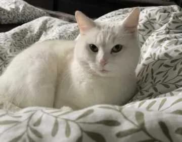 Snowbell