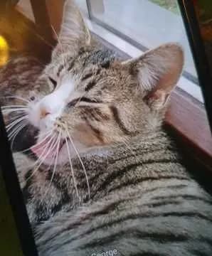 Kitty