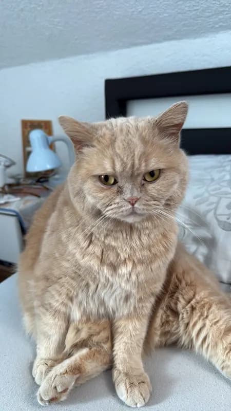 Puki