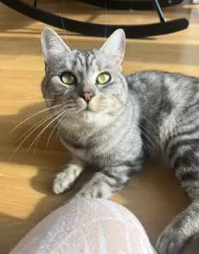 Maya