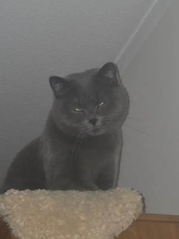 Fritzi