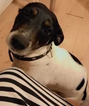 Rex